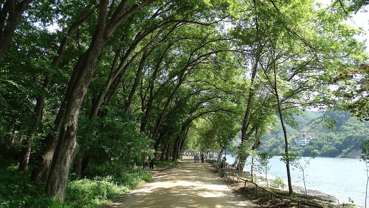 A tree-lined avenue on Nami Island, the scene most visitors come for