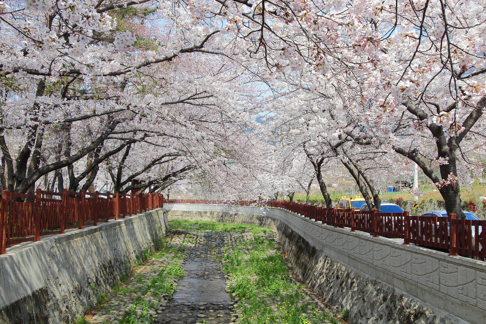 Cherry blossom Korea: cherry blossom tunnel over a stream in Jinhae, Changwon