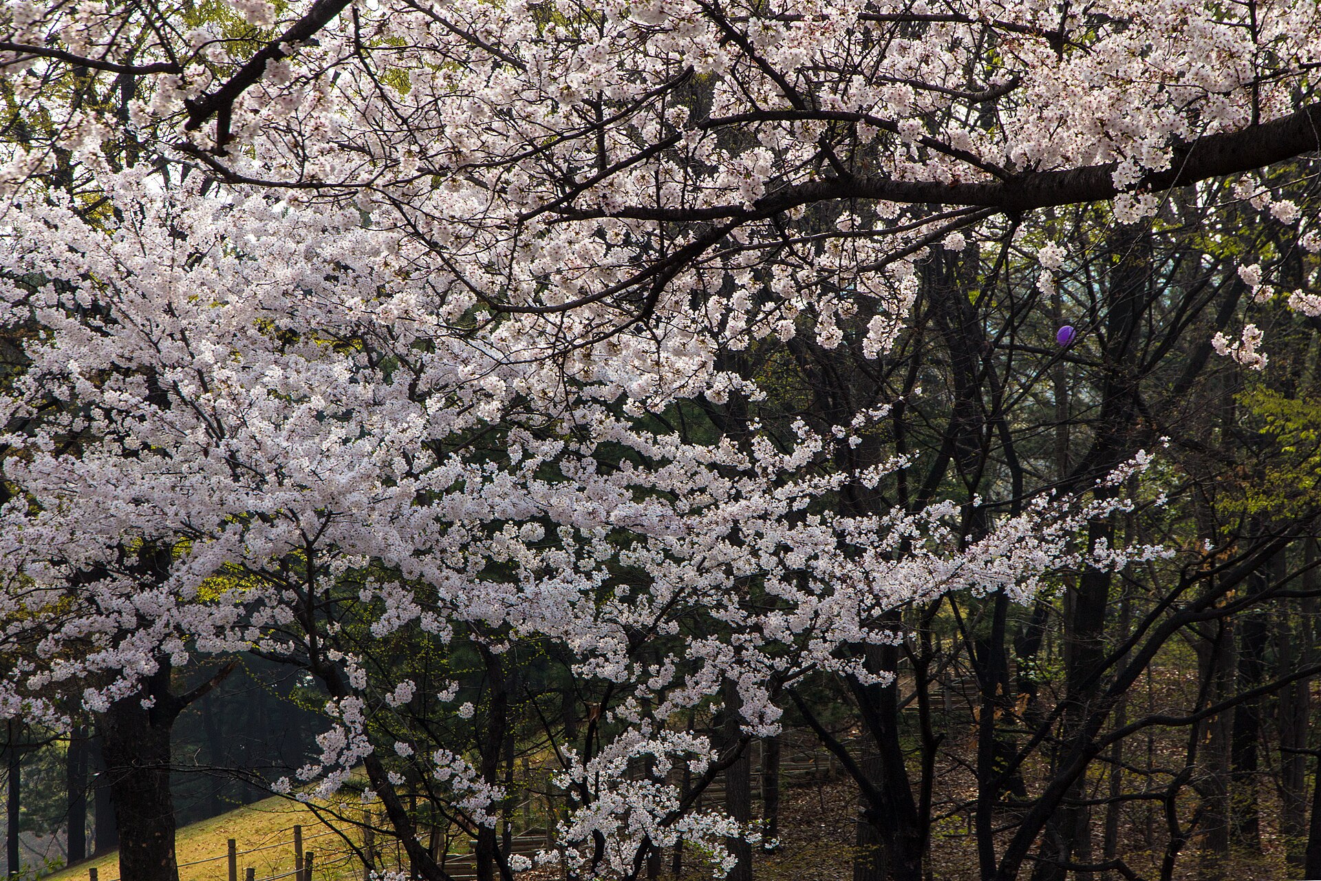 首爾櫻花：汝矣島公園的櫻花