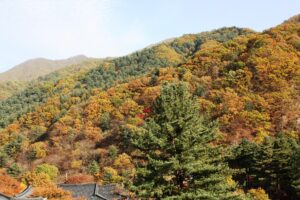 Garden of Morning Calm in Gapyeong, a day trip from Seoul