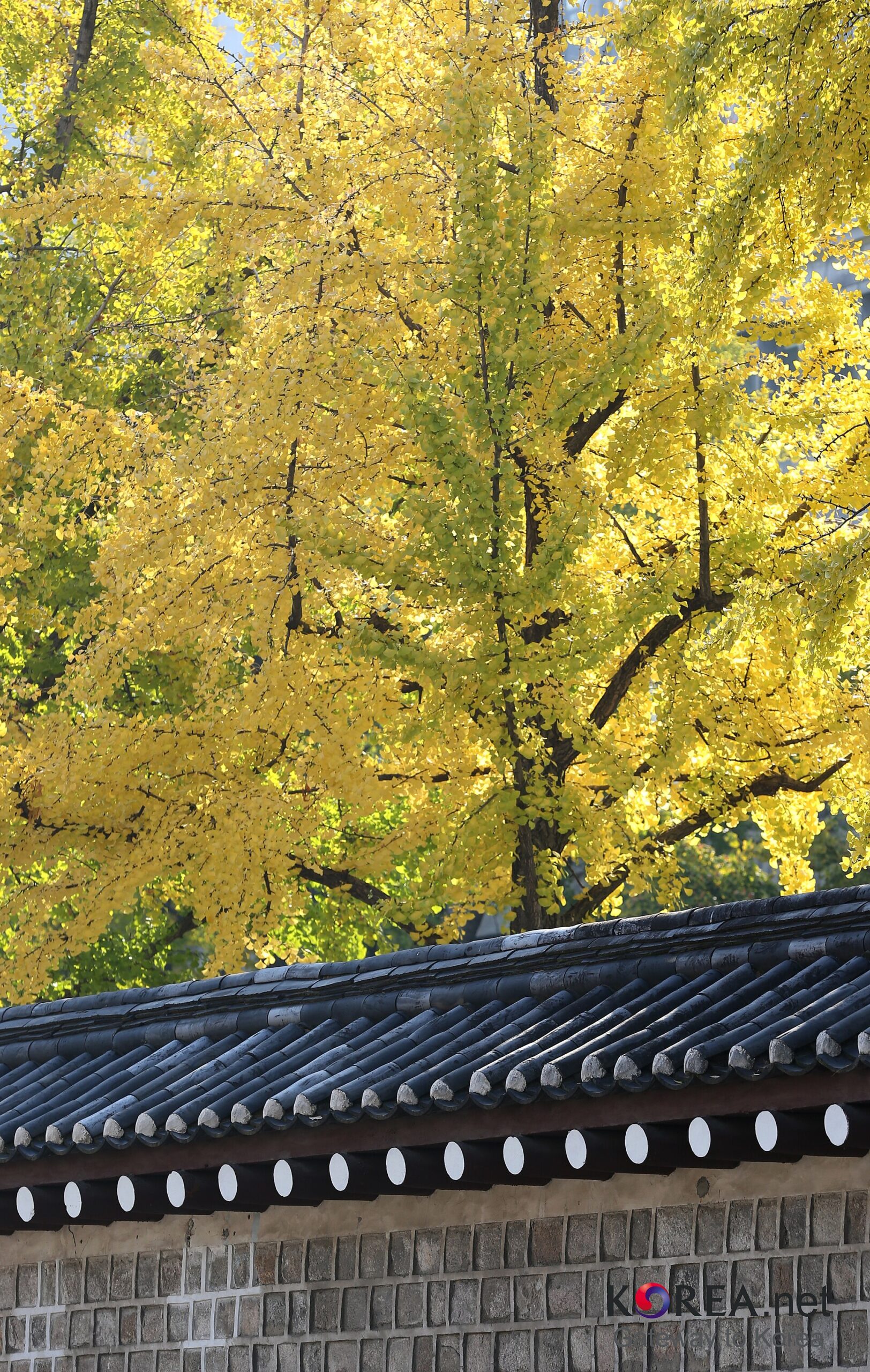 Yellow ginkgo leaves above a traditional palace wall in Seoul