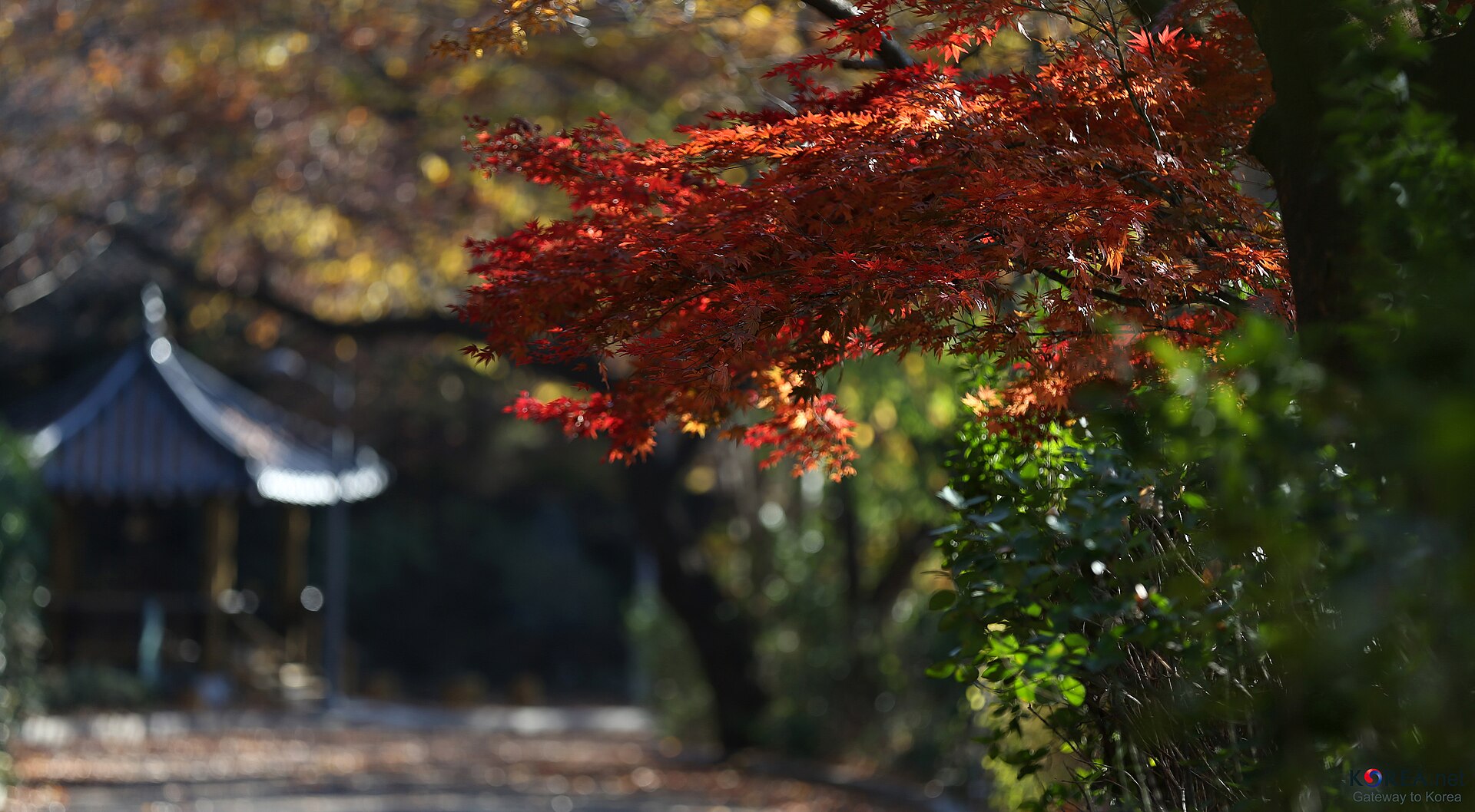 Red maple leaves beside a Seoul pavilion in Korea in November on the day of the first snowfall of 2013