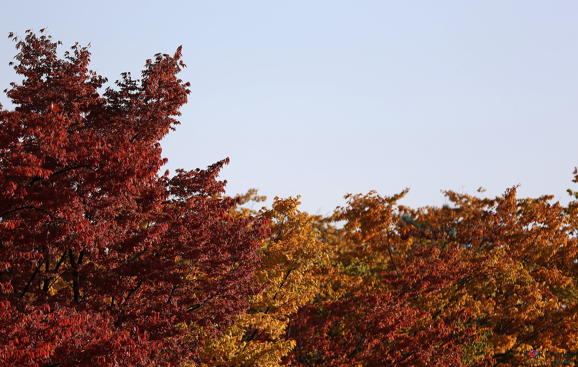 Red and orange maple leaves against a clear sky in Seoul in autumn