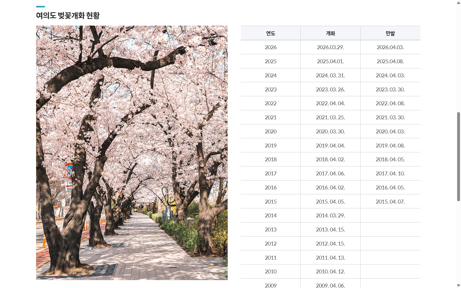 韓國櫻花紀錄：永登浦區公布的汝矣島開花與滿開日（2015～2026）